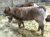 A&T Renegade x CF Star Bucks bull calf.jpg