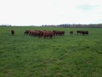 A&T Shorthorns resized.jpg