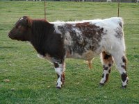 calves spring 2013 and fall 2012 023_opt.jpg