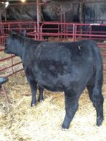 yearling heifer.jpg