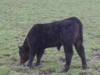 older I 80 calf.jpg