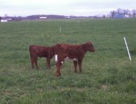Star Bucks x ALM Chiller heifer.jpg