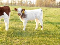 calves spring 2013 and fall 2012 006_opt.jpg