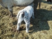 white bull baby nursing.jpg