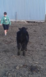 Rumor Mill heifer rear.jpg