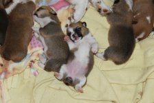 penny puppies 9 days old.jpg