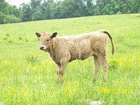 94's 2013 Heifer_opt.jpg