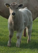 Spring 13 Calves-1-3.jpg