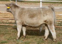 IMG_1211 (1)  BOJO  HEIFER [1].JPG