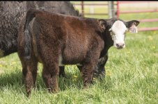 RM x SD Heifer Calf.JPG