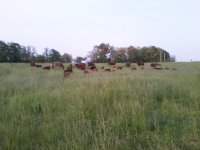 A&T Cows and calves.jpg
