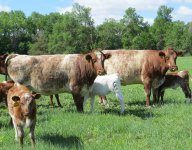 Haumont cows June 2013.jpg