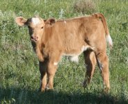 F870 Cunia 602 cow  x Troubador .JPG