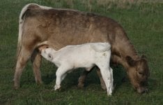 8836 and 0419  =heifer calf .JPG