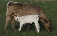 8836 and 0419  =heifer calf .JPG