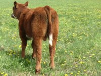 horses2013 041 (800x600).jpg