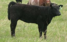 70A SB heifer.jpg