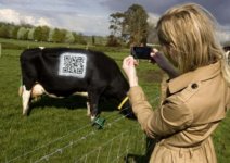 qrcodecow.jpg