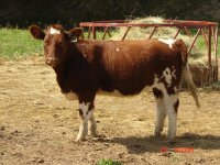 Crossbred Heifer.JPG