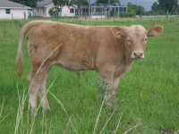 Cows 7-30-08 040a.JPG