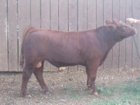 Nov. Bull - 1.JPG