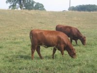 Bred Heifers.JPG