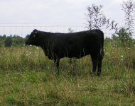 2008 calves 011.JPG