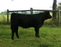 2008 calves 017.JPG