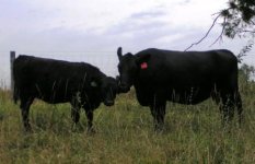 2008 calves 020.JPG