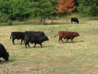 cattle_pics_8-1-08_002.jpg