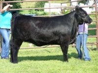Champ Angus. Overall Grand.jpg