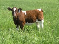 2008springcalves012.jpg