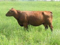 2008springcalves015.jpg