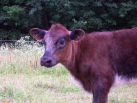 Blue Calves_2008_July_059.jpg