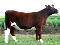 showmanq heifer.jpg