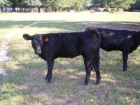 Maximus heifer #18 003.jpg