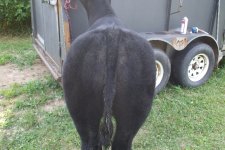 bullandlittlesteer 016.jpg