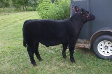 bullandlittlesteer 021.jpg