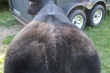 bullandlittlesteer 026.jpg