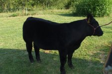 bullandlittlesteer 033.jpg