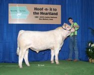 Bull Class one winner 717 x 966 internet use.JPG