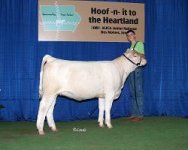 Open heifer show winner class two Bal Kojac X Elko internet use.JPG