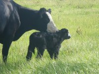 calves 08-24-08 045a.JPG