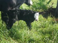 calves 08-24-08 039a.JPG