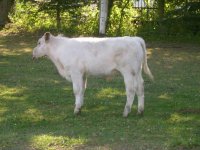 Calves for sale 001.jpg