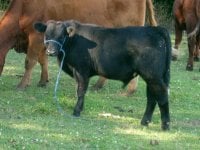 Calves for sale 004.jpg