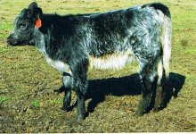 2007 calves Sept. Sin City Heifer.jpg