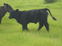 08-30-08 calves 071a.JPG