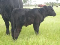 08-30-08 calves 122a.JPG