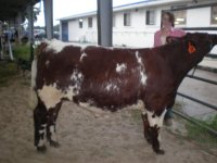 08-30-08 calves 050a.JPG
